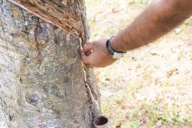 Assam, Hindistan 'da bir çiftlikte kesilmiş lastik. Lastik ağaçlardan lateks.