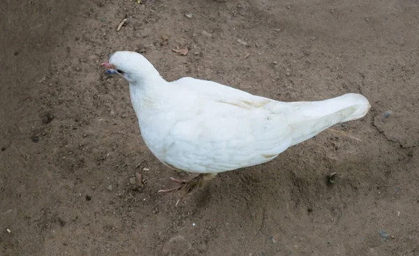 Gołąb Biały Lub Gołębie Czarnym Tle Gołąb Biały Odizolowany Ptak — Zdjęcie stockowe