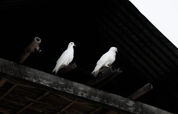 Pombo Branco Pombas Sobre Fundo Preto Pombo Branco Isolado Pássaro — Fotografia de Stock