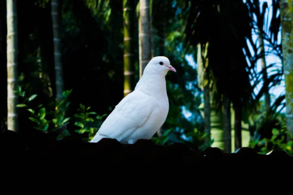 Pigeon Blanc Colombes Sur Fond Noir Pigeon Blanc Isolé Oiseau — Photo