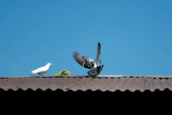 Duvfåglar Som Står Tillsammans Duvgruppen Och Duvan — Stockfoto