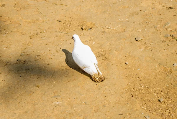 Witte Duif Duif Zwarte Achtergrond Witte Duif Geïsoleerd Vredige Vogel — Stockfoto