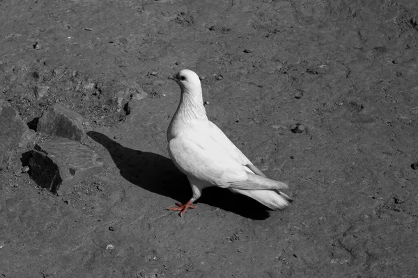 Piccione Bianco Colombe Sfondo Nero Piccione Bianco Isolato Uccello Della — Foto Stock