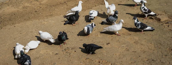 비둘기 새들이 있습니다 비둘기 비둘기 — 스톡 사진