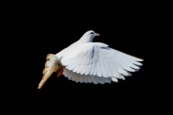 Weiße Taube Oder Tauben Auf Schwarzem Hintergrund Weiße Taube Isoliert — Stockfoto