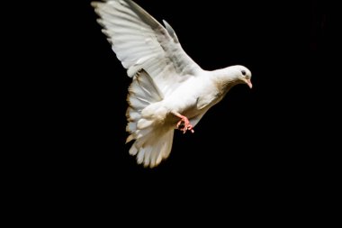 white pigeon or doves on a Black background, White pigeon isolated, bird of peace clipart