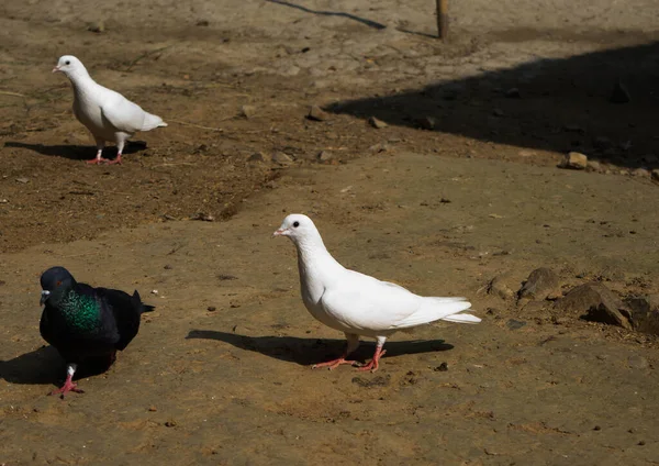 Piccione Bianco Colombe Sfondo Nero Piccione Bianco Isolato Uccello Della — Foto Stock