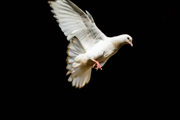 Weiße Taube Oder Tauben Auf Schwarzem Hintergrund Weiße Taube Isoliert — Stockfoto