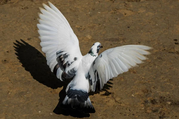 Duivenvogels Staan Samen Groep Duiven Duif — Stockfoto