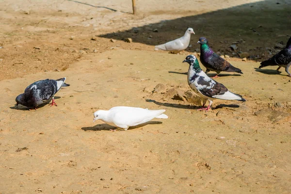 白色的鸽子或鸽子在黑色的背景 白色的鸽子隔离 和平的鸟 — 图库照片