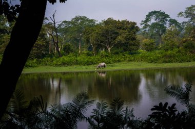 Hintli olan Kaziranga Ulusal Parkı 'nda büyük gergedanlar boynuzladı - Assam, Hindistan