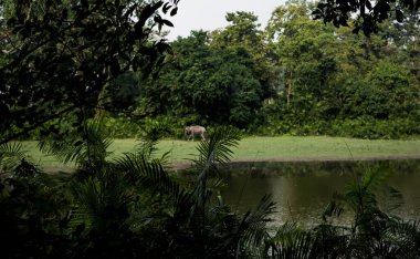 Hintli olan Kaziranga Ulusal Parkı 'nda büyük gergedanlar boynuzladı - Assam, Hindistan