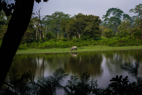 Hintli olan Kaziranga Ulusal Parkı 'nda büyük gergedanlar boynuzladı - Assam, Hindistan