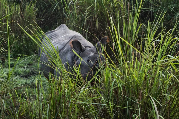 Indisk Ett Horn Store Neshorn Kaziranga Nasjonalpark Assam India – stockfoto