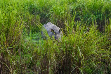 Hintli olan Kaziranga Ulusal Parkı 'nda büyük gergedanlar boynuzladı - Assam, Hindistan