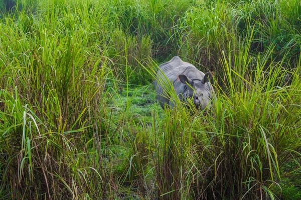 Indiano Rinoceronte Grande Chifre Parque Nacional Kaziranga Assam Índia — Fotografia de Stock