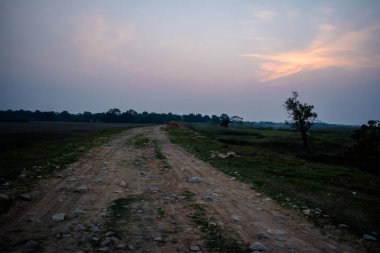 Hindistan 'daki Kaziranga Ulusal Parkı' nda ağaçlar ve otlaklarla çevrili toprak yol..