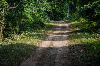 Hindistan 'daki Kaziranga Ulusal Parkı' nda ağaçlar ve otlaklarla çevrili toprak yol..
