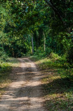 Hindistan 'daki Kaziranga Ulusal Parkı' nda ağaçlar ve otlaklarla çevrili toprak yol..