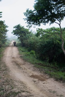 Hindistan 'daki Kaziranga Ulusal Parkı' nda ağaçlar ve otlaklarla çevrili toprak yol..