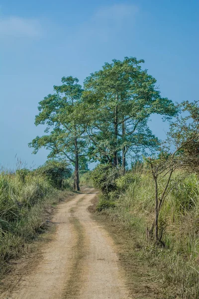 Dirt Road Surrounded Trees Grassland Kaziranga National Park India — Stock fotografie