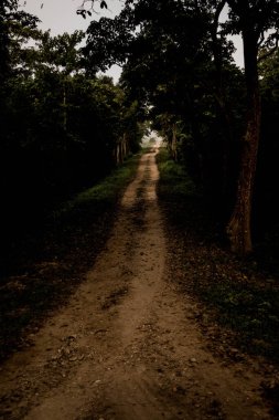 Hindistan 'daki Kaziranga Ulusal Parkı' nda ağaçlar ve otlaklarla çevrili toprak yol..