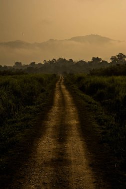 Hindistan 'daki Kaziranga Ulusal Parkı' nda ağaçlar ve otlaklarla çevrili toprak yol..
