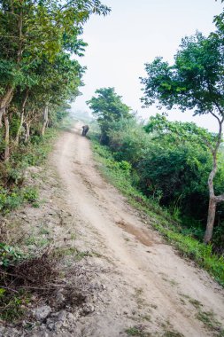 Hindistan 'daki Kaziranga Ulusal Parkı' nda ağaçlar ve otlaklarla çevrili toprak yol..