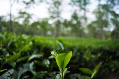 Assam 'ın yeşil çay bahçesi ovalarda ve Brahmaputra Nehri Vadisi, Golaghat' ta yetişir. Çay tarlaları