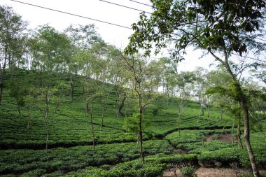 Assam 'ın yeşil çay bahçesi ovalarda ve Brahmaputra Nehri Vadisi, Golaghat' ta yetişir. Çay tarlaları