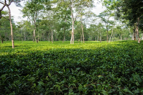 Зеленый Чайный Сад Ассо Выращенный Низине Долине Реки Брахмапутра Штате — стоковое фото