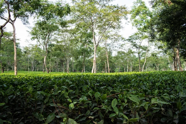 アッサムの緑茶庭園は低地とゴラガト州ブラマプトラ川渓谷で栽培された — ストック写真