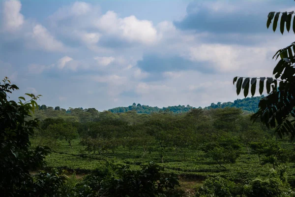 Зеленый Чайный Сад Ассо Выращенный Низине Долине Реки Брахмапутра Штате — стоковое фото
