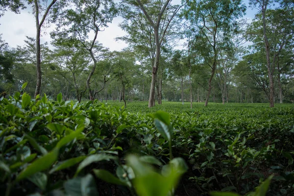 アッサムの緑茶庭園は低地とゴラガト州ブラマプトラ川渓谷で栽培された — ストック写真
