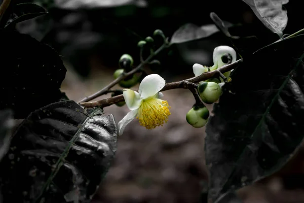 Jardin Thé Vert Assam Cultivé Dans Les Basses Terres Vallée — Photo