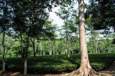 Assam 'ın yeşil çay bahçesi ovalarda ve Brahmaputra Nehri Vadisi, Golaghat' ta yetişir. Çay tarlaları