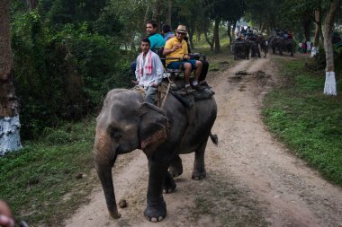 Kaziranga, Assam, Hindistan 14 Kasım 2014 - Kaziranga Ulusal Parkı 'nın yemyeşil ormanlarında fil Safari' sinin tadını çıkaran turistler, Assam, Kuzeydoğu, Hindistan