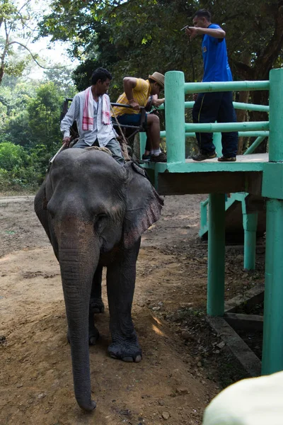 Kaziranga Assam India November 2014 Tourists Enjoying Elephant Safari Lush — 图库照片