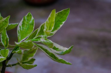 Çeşit çeşit yapraklı bitki fidesi Benjamin Jamina. seçici odak, kopyalama alanı.