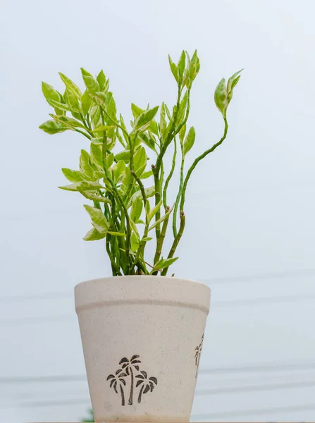 Houseplant Ficus Benjamin Amina Variegated Leaves Flowerpot Isolated White Background — стоковое фото