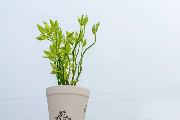 Houseplant Ficus Benjamin Amina Variegated Leaves Flowerpot Isolated White Background — стоковое фото