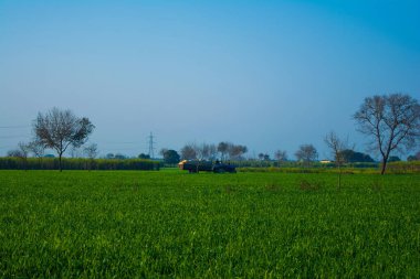 Genç buğday tarlası, Hindistan 'da bulutlu yeşil buğday tarlası, tarım arazisi.