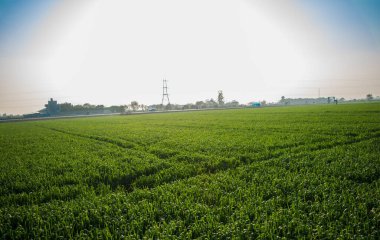 Genç buğday tarlası, Hindistan 'da bulutlu yeşil buğday tarlası, tarım arazisi.