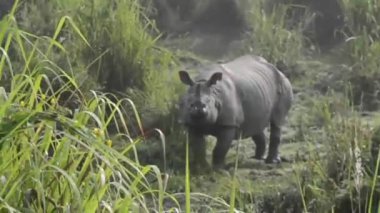 Hintli olan Kaziranga Ulusal Parkı 'nda büyük gergedanlar boynuzladı - Assam, Hindistan