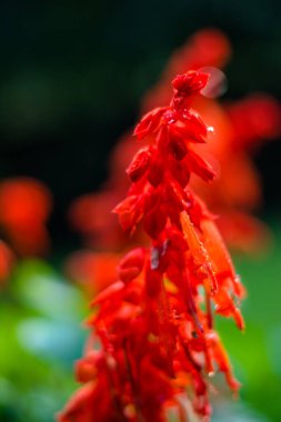 Bahçede kırmızı çiçekler. Bahçede güzel kırmızı Lobelia Kardinali, Lobelia çiçekleri (L. Cardinalis) çiçek açmış.
