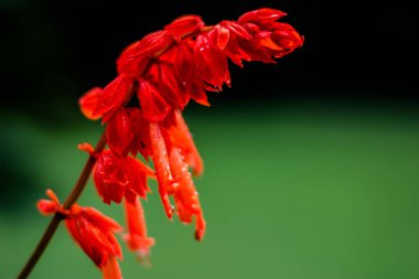 Bahçede kırmızı çiçekler. Bahçede güzel kırmızı Lobelia Kardinali, Lobelia çiçekleri (L. Cardinalis) çiçek açmış.