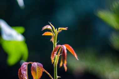 Yeşil yapraklı genç gül dalı. Gül ağacının yeşil yaprağı. Parlak ve sulu yapraklar kırmızıyla yeşil.