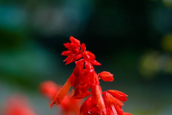 Fleurs Rouges Dans Jardin Belle Lobelia Cardinalis Rouge Dans Jardin — Photo