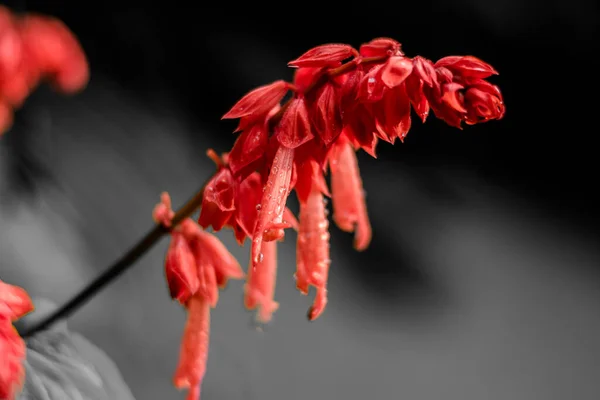 庭の赤い花 庭の美しい赤いロベリアのカリナリス 開花中のロベリアの花 Cardinalis — ストック写真