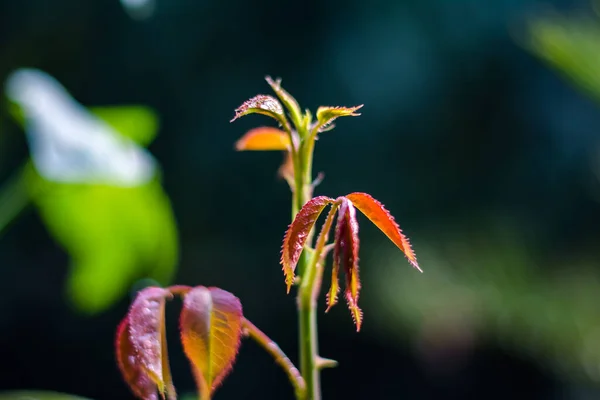 Νεαρό Κλαδί Τριαντάφυλλου Πράσινο Φύλλο Πράσινο Φύλλο Τριανταφυλλιάς Λαμπερά Και — Φωτογραφία Αρχείου